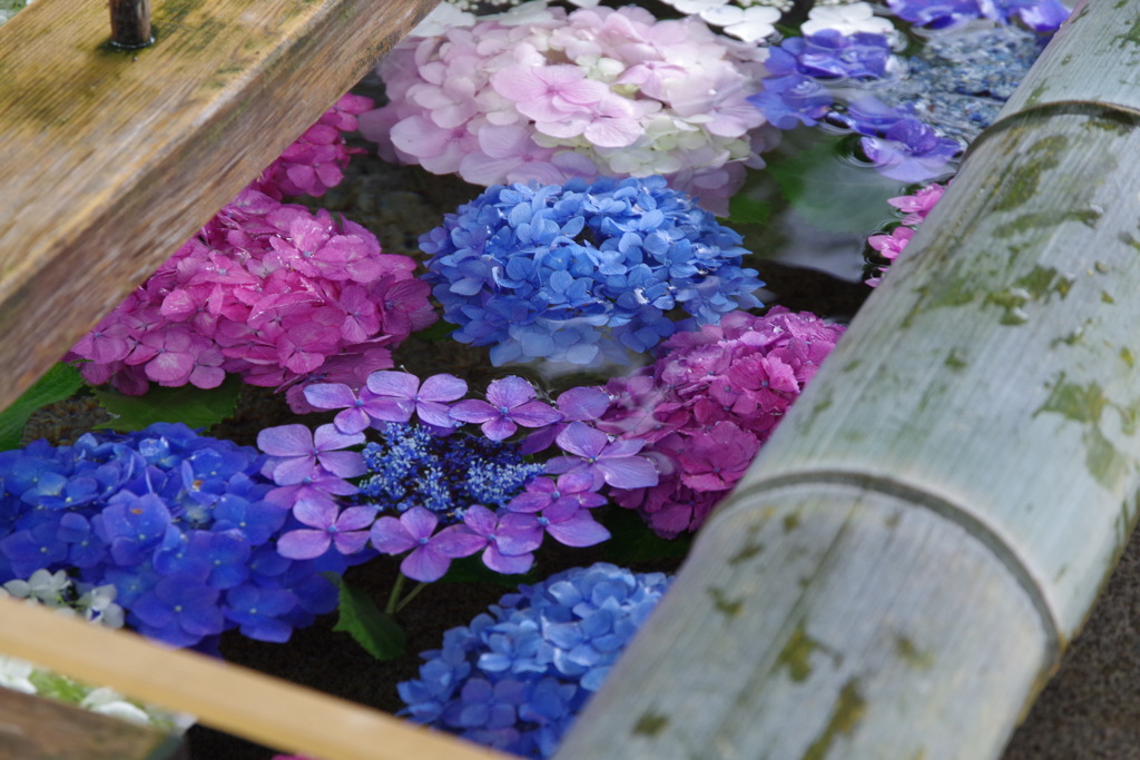水中花