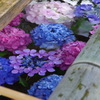 水中花