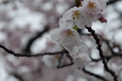 雨上がりの桜