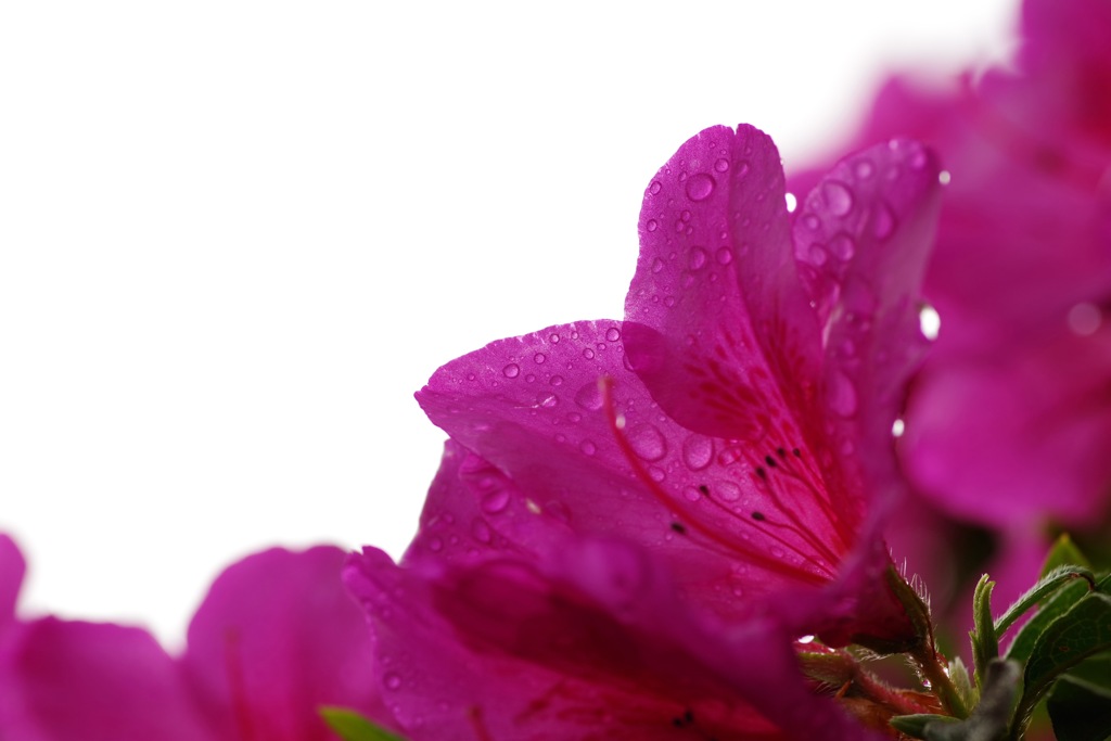 雨上がりのツツジ
