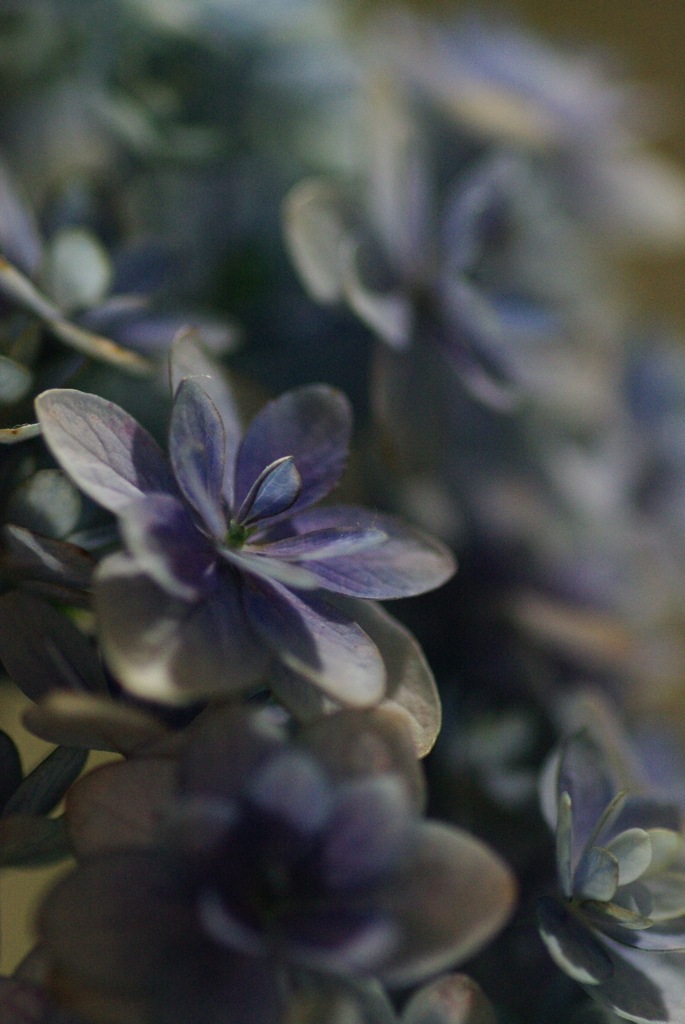 紫陽花