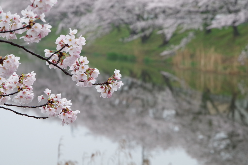 雨上がりの桜
