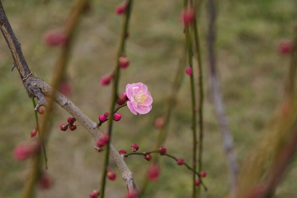 春の足音　紅梅