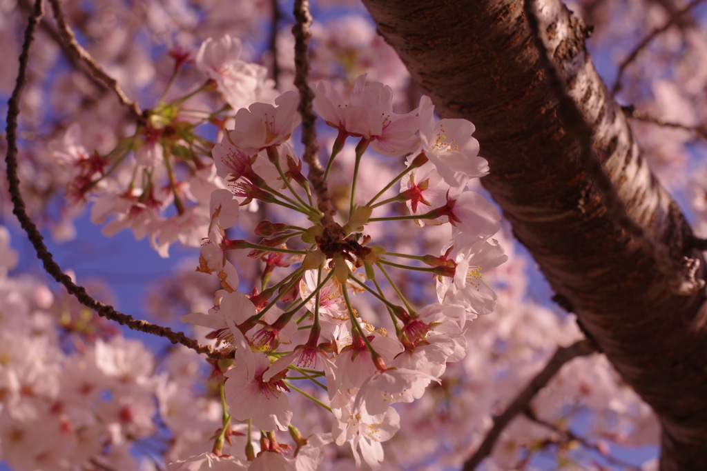 春花火