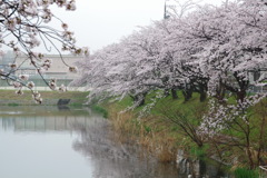 雨上がりの桜