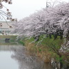 雨上がりの桜