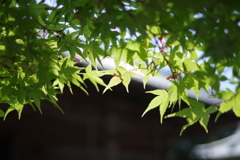 新緑の紅葉