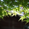 新緑の紅葉