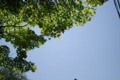 初夏の空と新緑