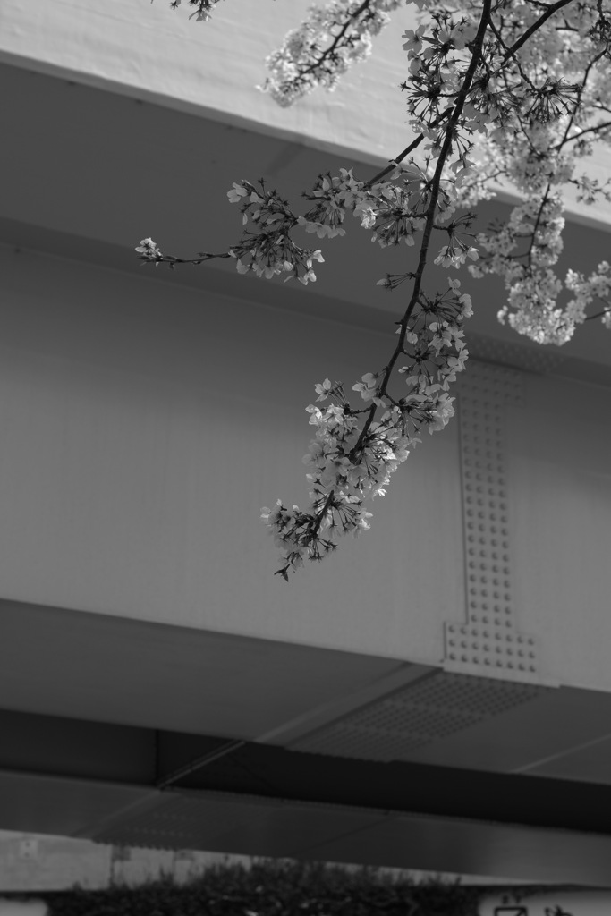 monochrome world