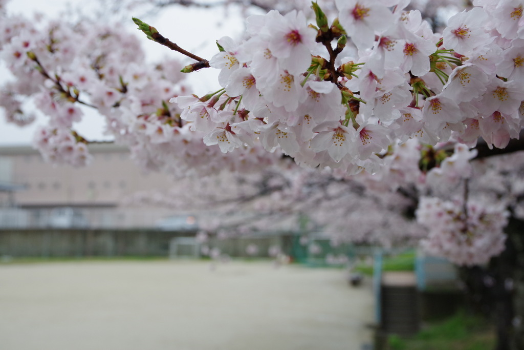桜の天井