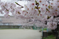 桜の天井