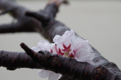 雨上がりの桜