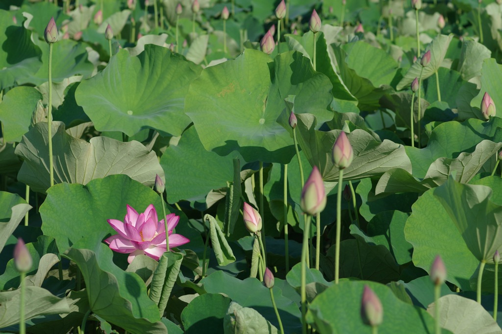 夏に咲く花