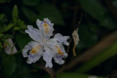 雨上がりの春