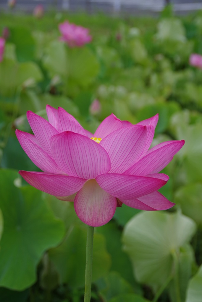 曇天に咲く