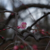 春の足音　紅梅