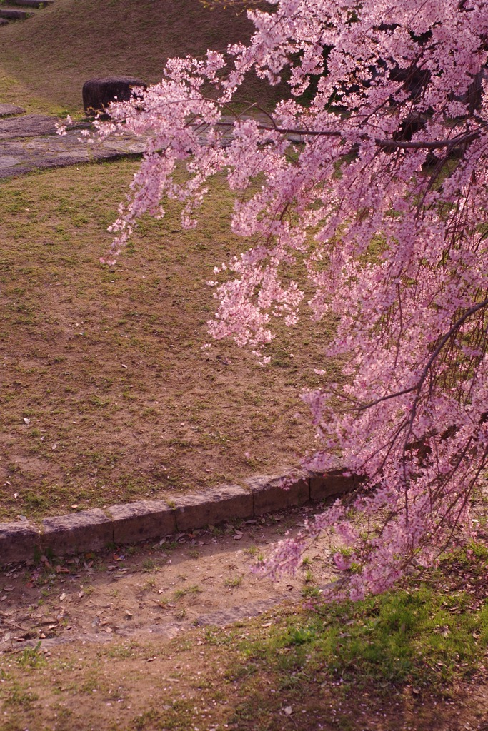枝垂落つる春