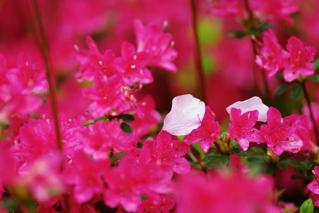 ツツジ桜