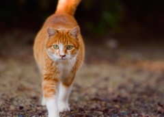 光猫