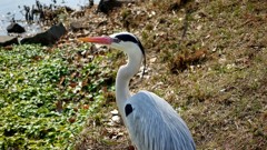 DSC00603