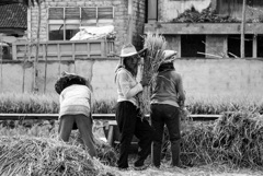 収穫する女性
