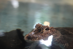 ワニ