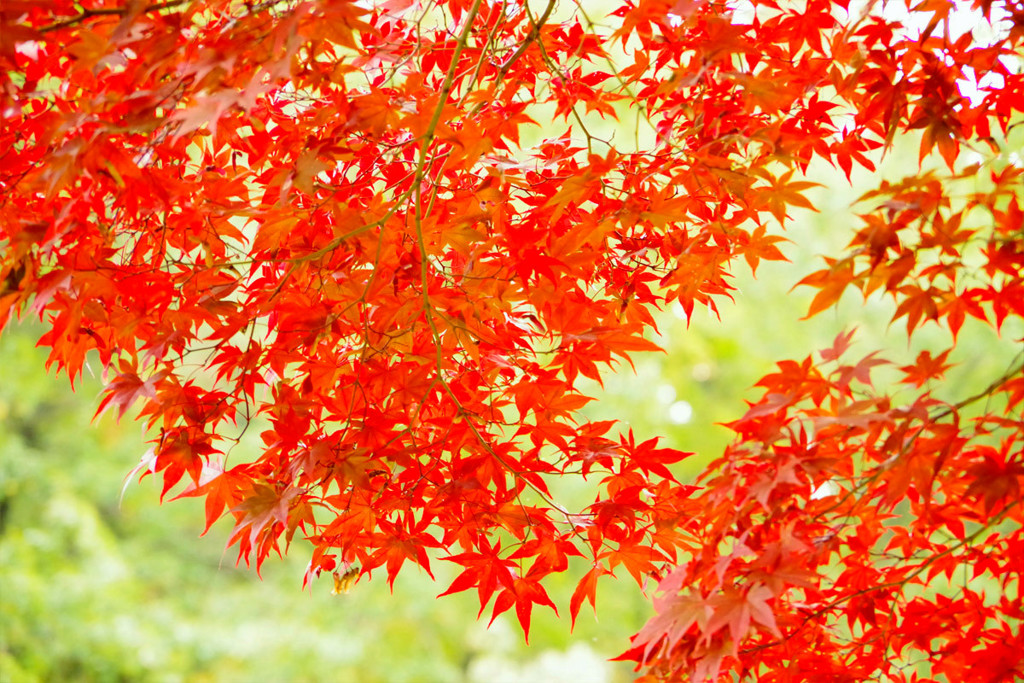 翠の紅葉