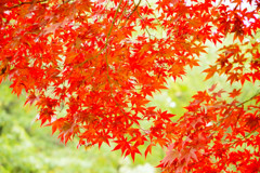 翠の紅葉