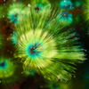 海の花2