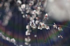 光の分散