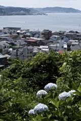 紫陽花