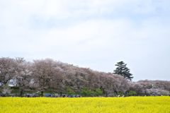 花見