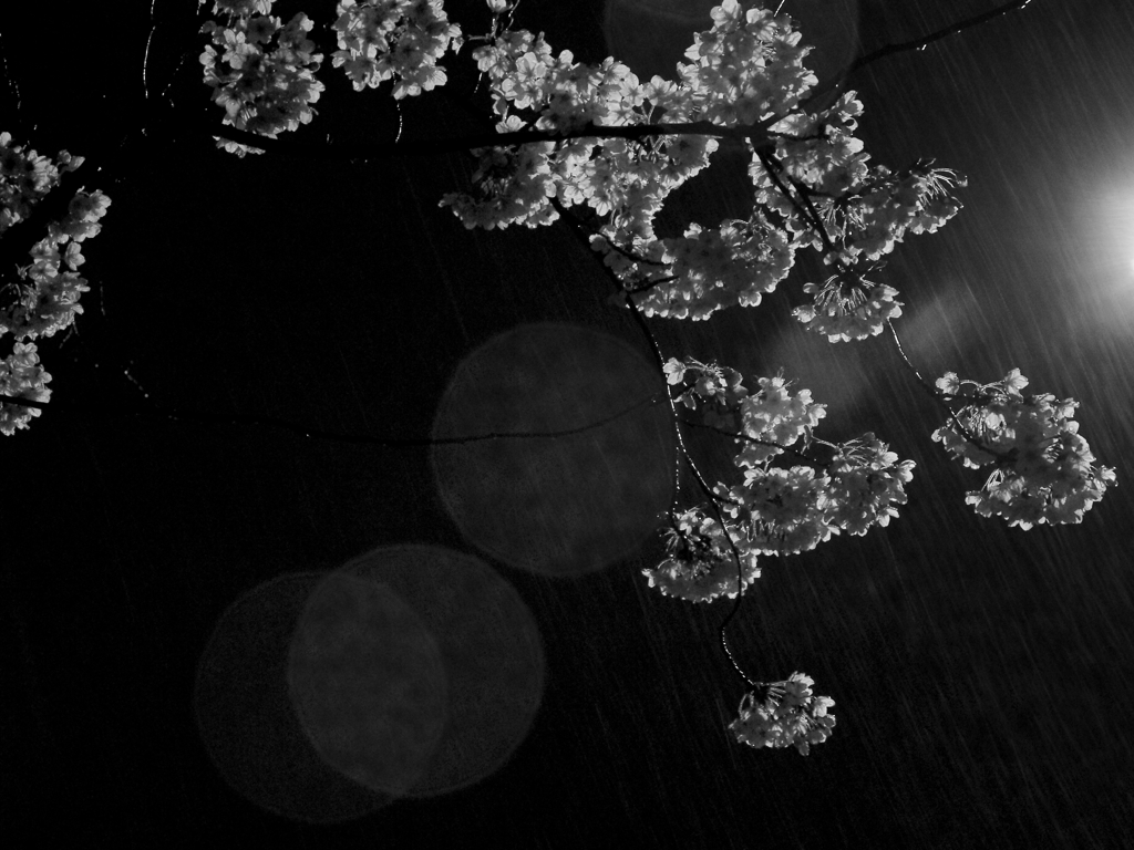 春の雨夜