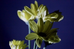 仏花