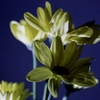 仏花