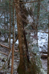 山の目