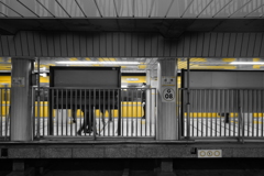 TOKYO YELLOW