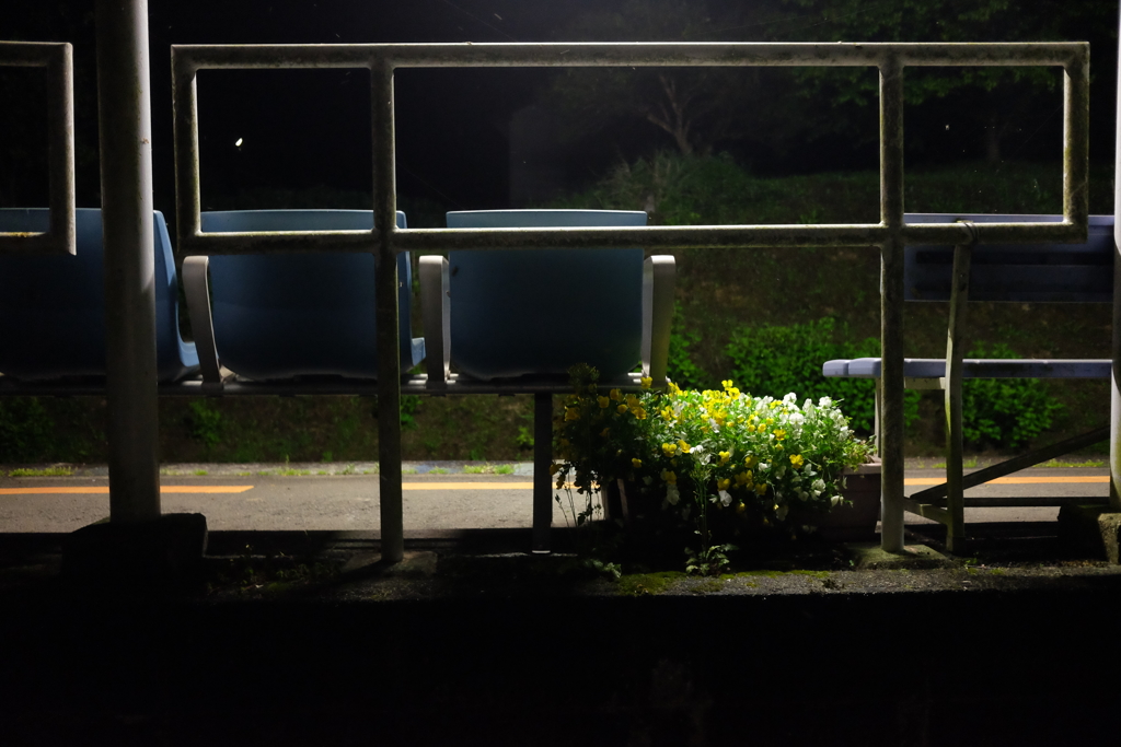 一輪の花を愛でよ。