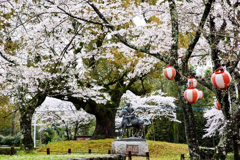 桜の中を走る美少年！！