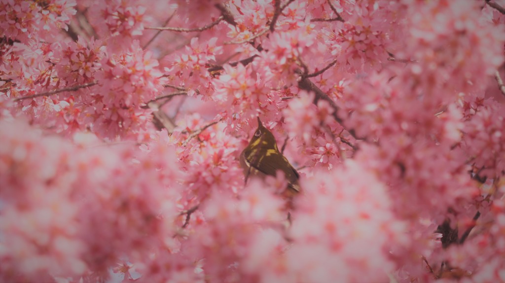 おかめ桜