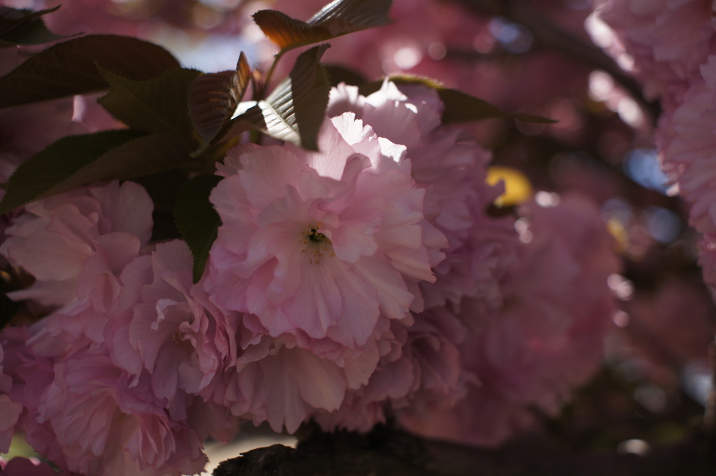 八重桜