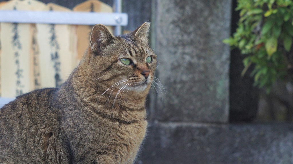 猫