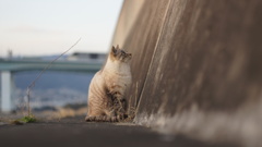 猫