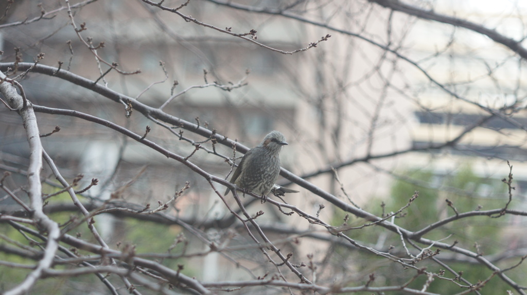 鳥