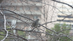 鳥