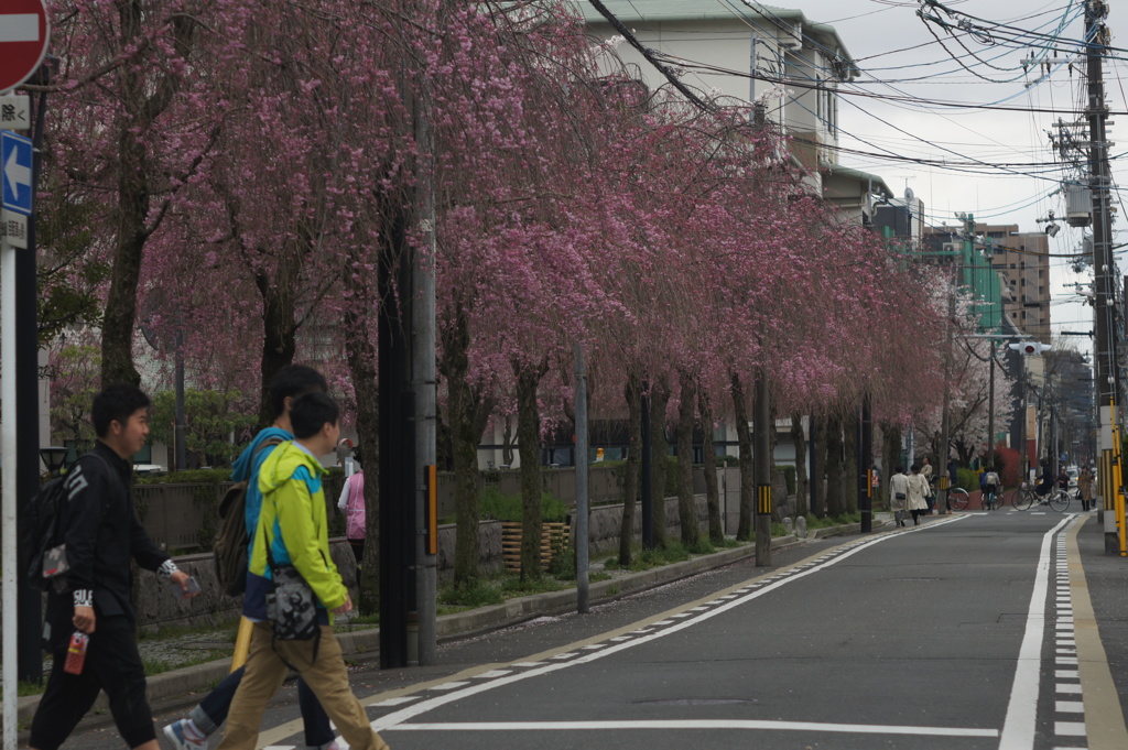 桜