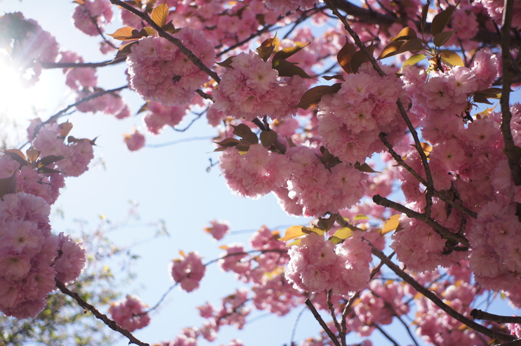 八重桜