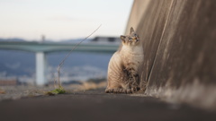猫