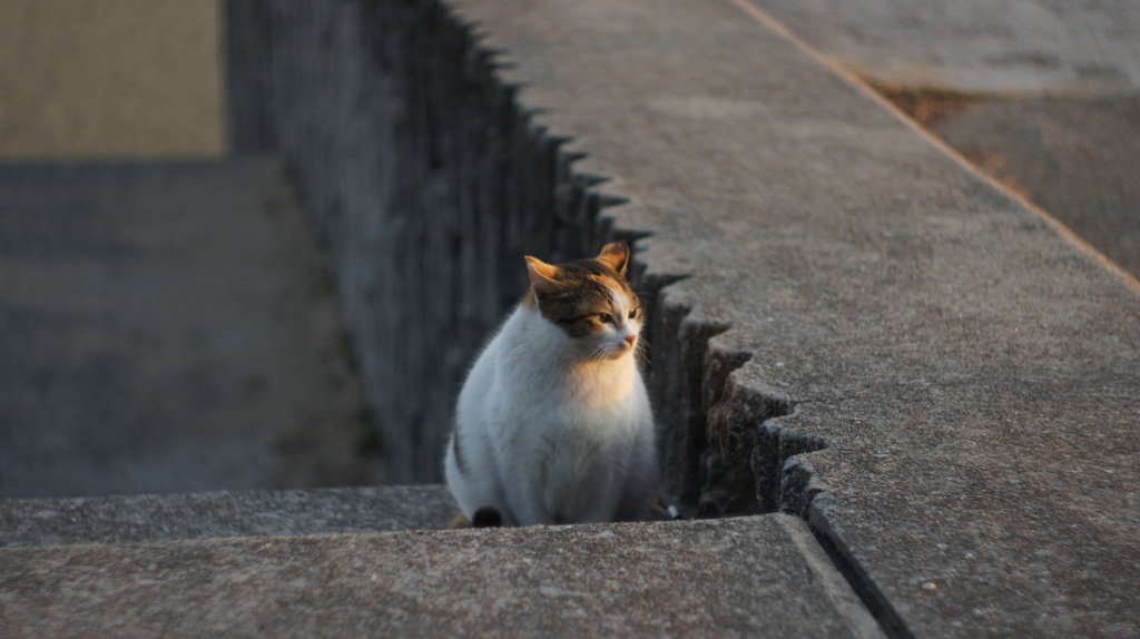 猫